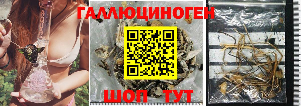 Псилоцибиновые грибы Cubensis  Вход с VPN  Алапаевск  Псилоцибиновые грибы Psilocybine cubensis 